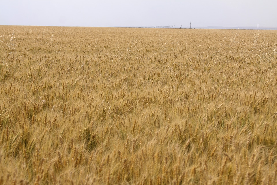 Wheat Farms and Fields