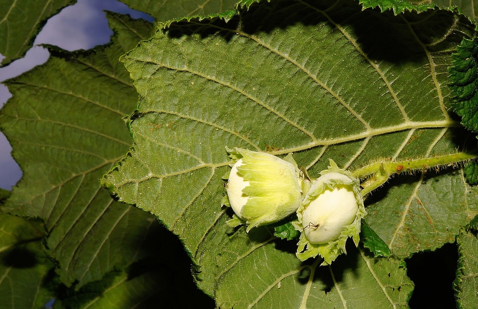 Hazelnuts immature white