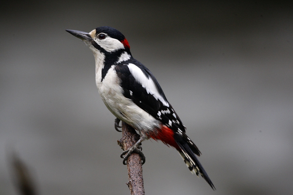 Great Spotted Woodpecker on a branch