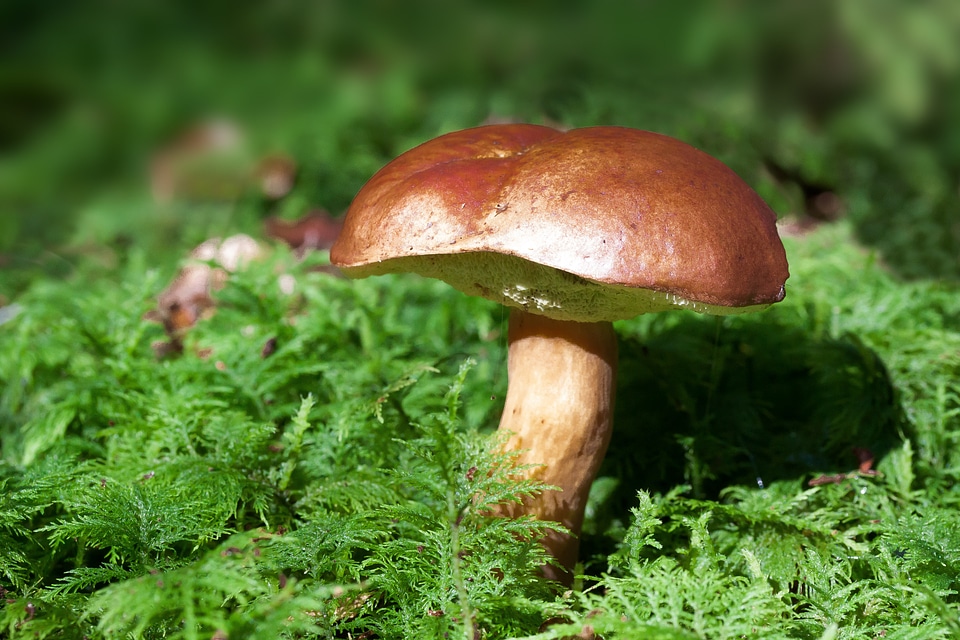 Boletus badius blue mushroom brown cap