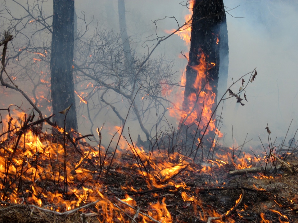 Wildfire in the forest