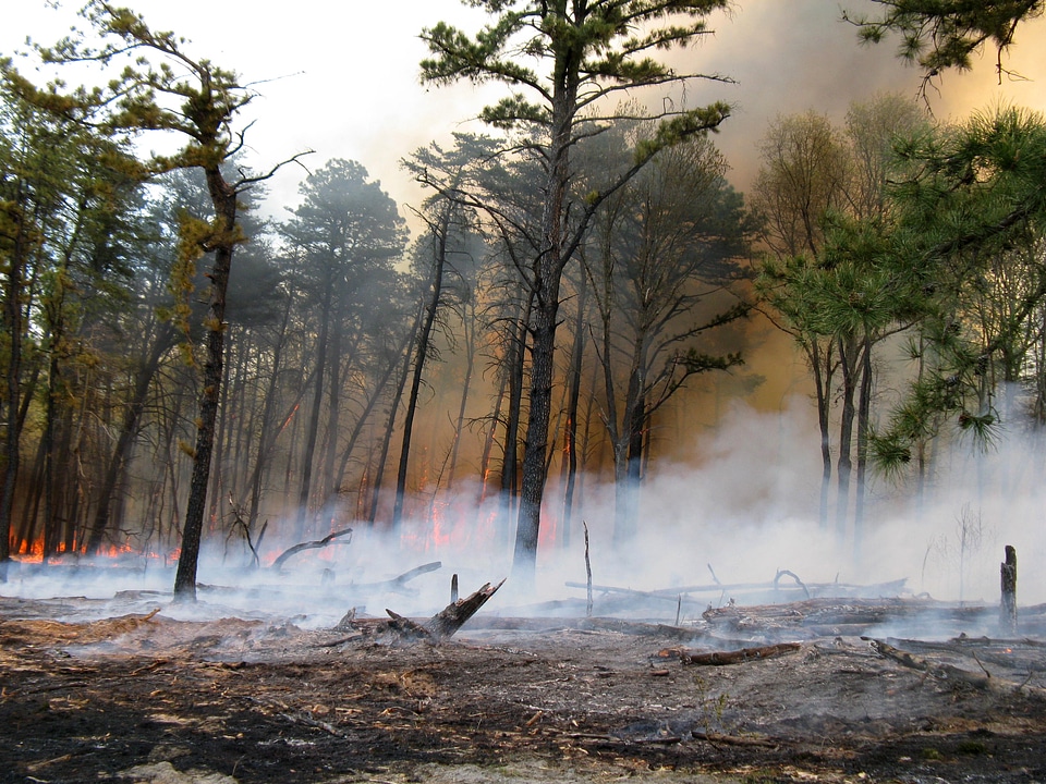Understory Burn in Forest in Virginia