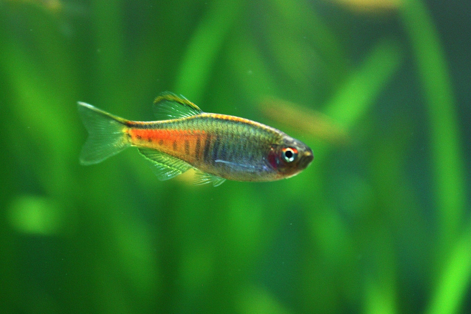 Glowlight Danio - Danio choprai