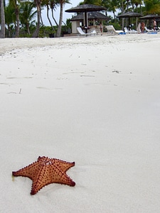 Seastar on the beach photo
