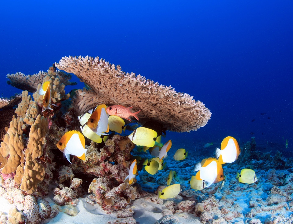Color Marine Fish on the Reef in the ocean