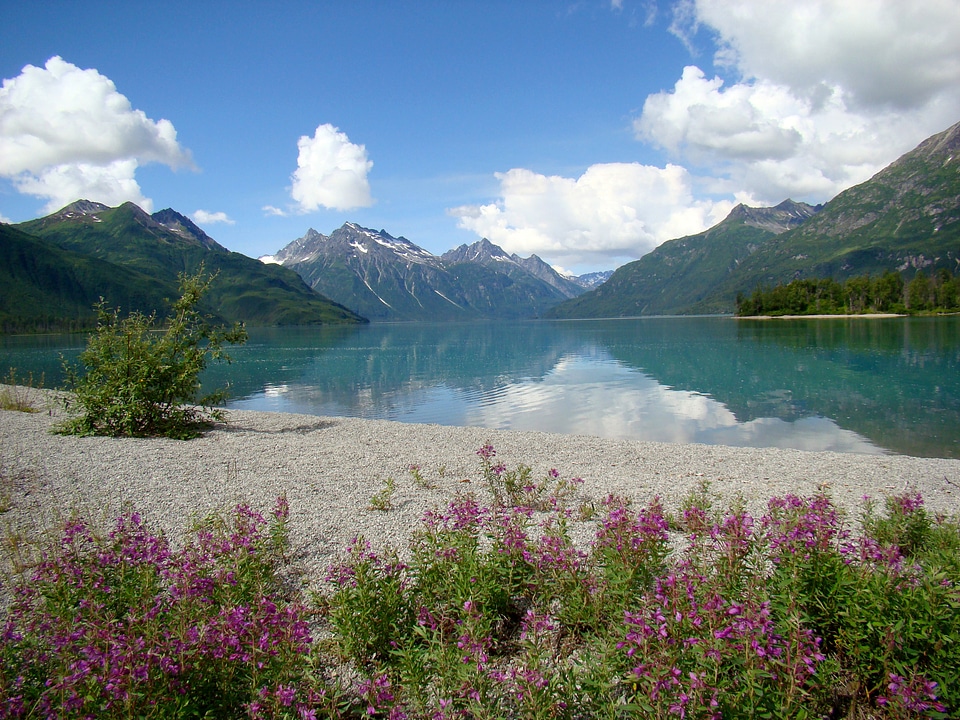 Fireweed on the beach near Crescent Lake landscape in Lake Clark National Park