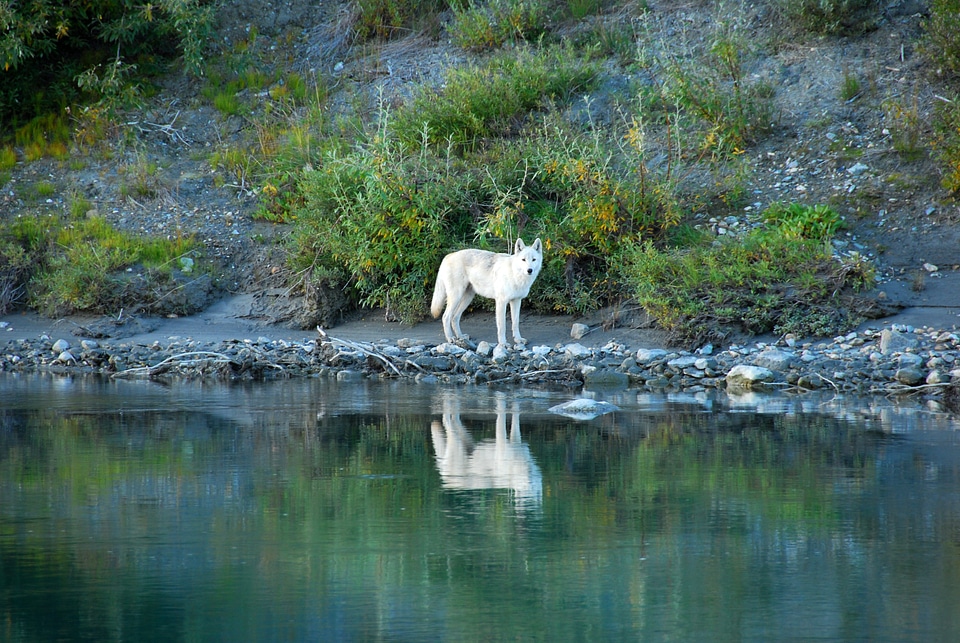 White Wolf on the Noatak River at Gates of the Arctic National Park