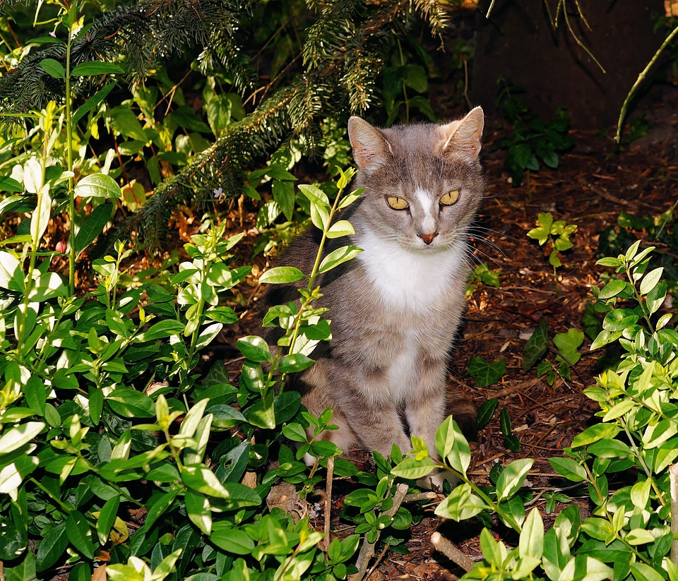 Furry mouse hunter hidden