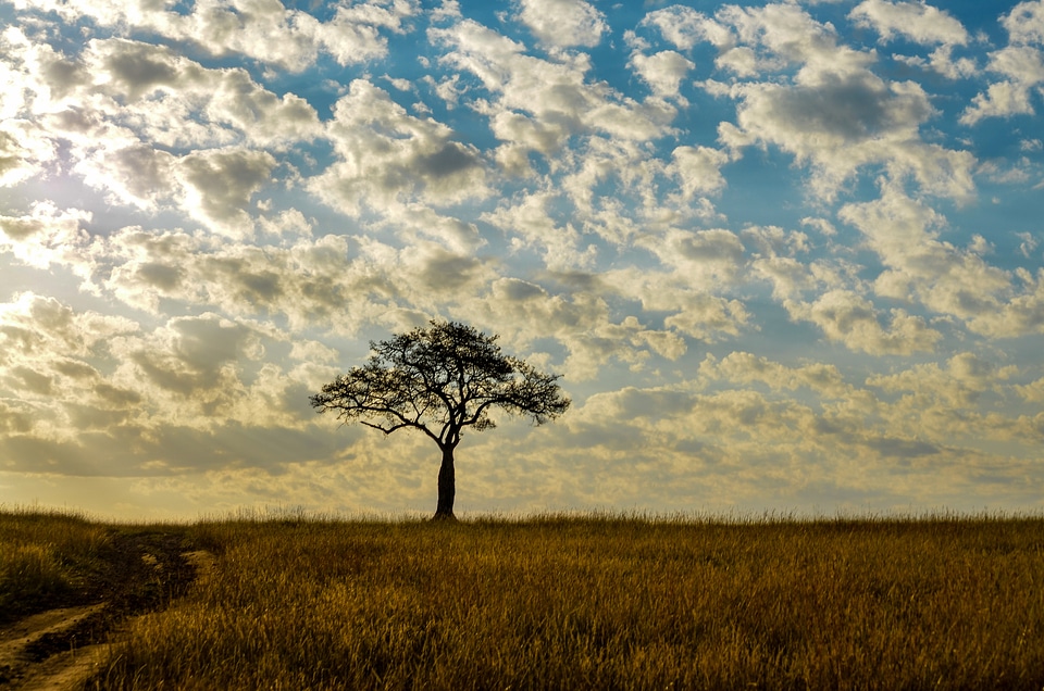 Clouds over the tree in the landscape
