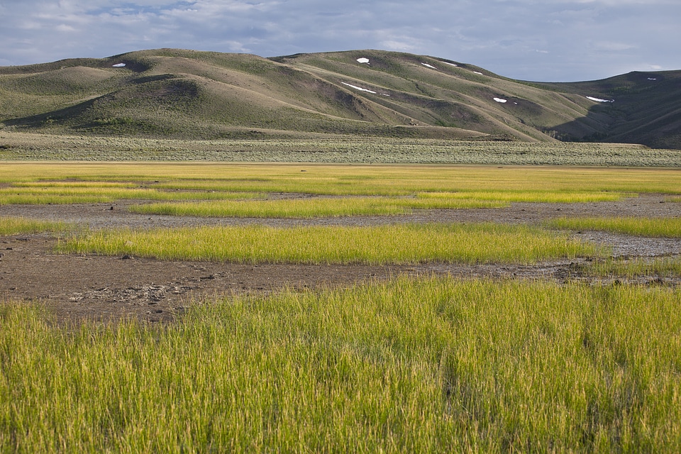 Tall Grass fields around Bodie Hills