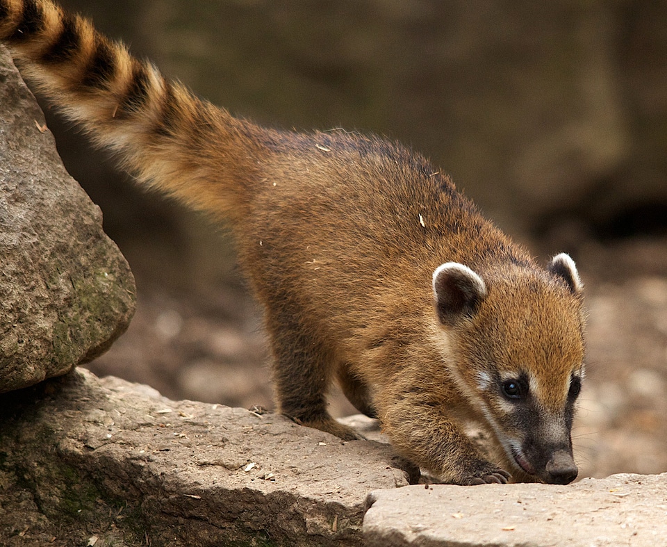 Small Mammal with long tail