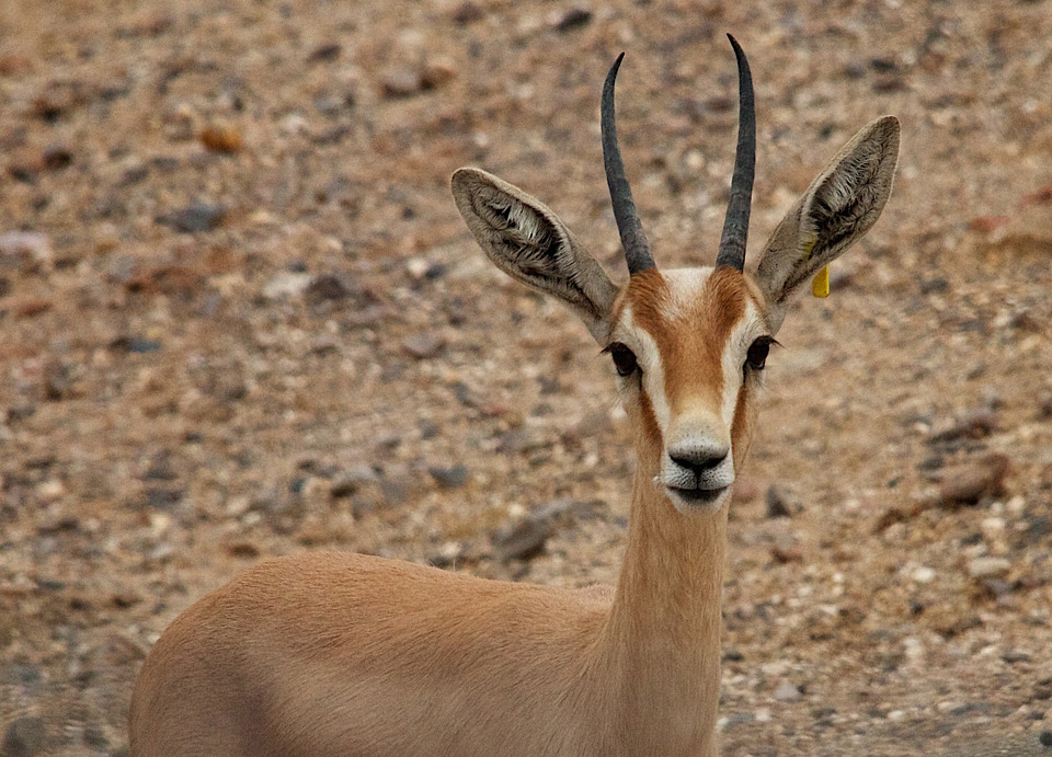 Gazelle staring at you