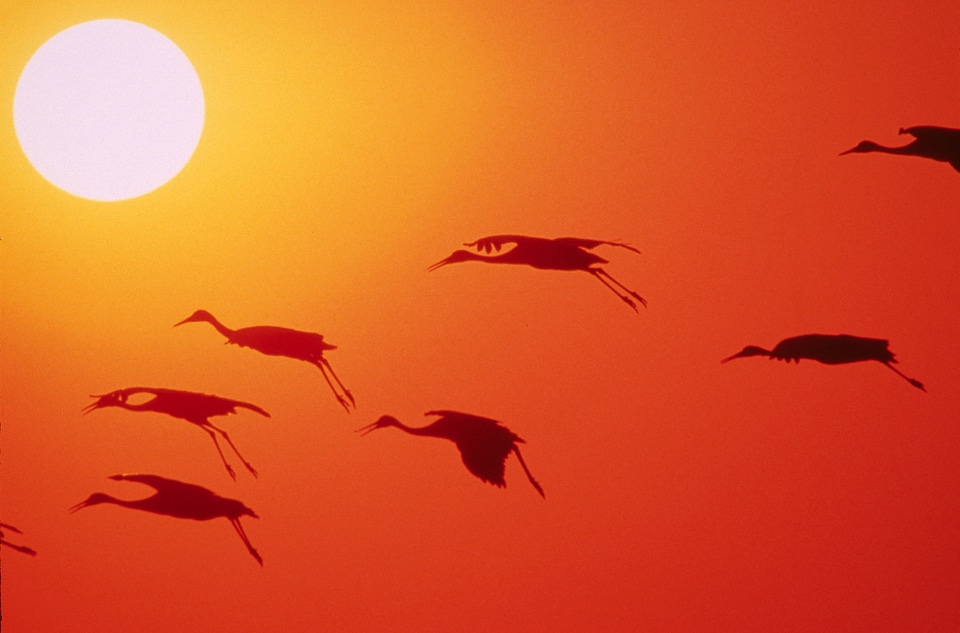 Cranes flying over the setting sun photo