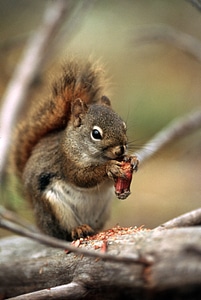Ground squirrel eating nut photo