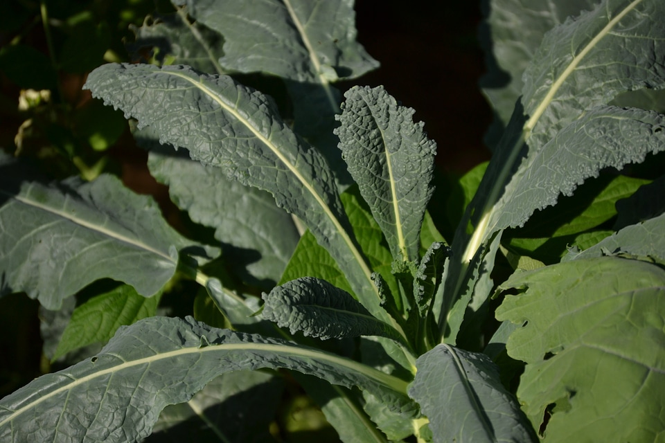 Growing leaf botanical photo