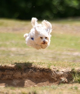 Small Dog Jumping up in the air