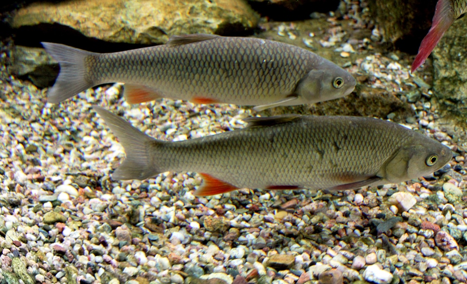 European Chub - Squalius cephalus