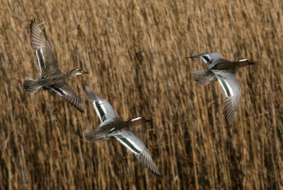 Three Ducks flying in the reeds