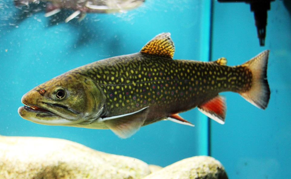 Brook Trout in Aquarium - Salvelinus fontinalis