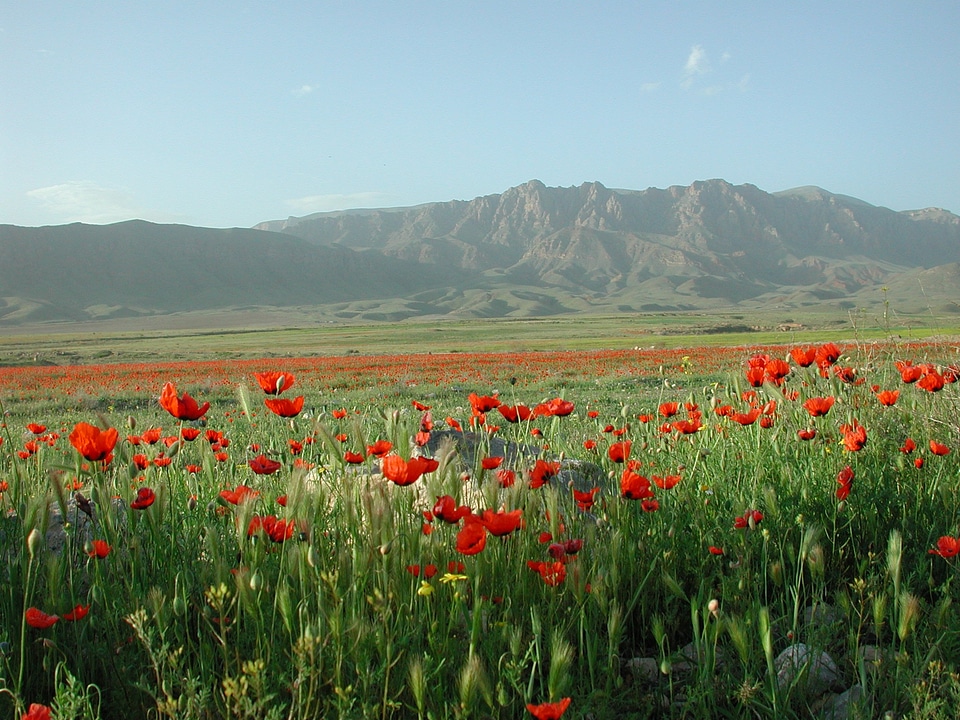 Fields border turkey