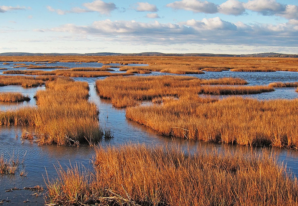 Parker River Marsh landscape
