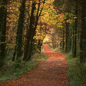 Hiking Trail through the Autumn Trees photo