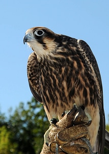 Peregrine Falcon Perched photo