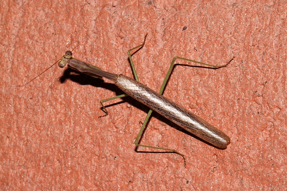 Mantid bug on surface