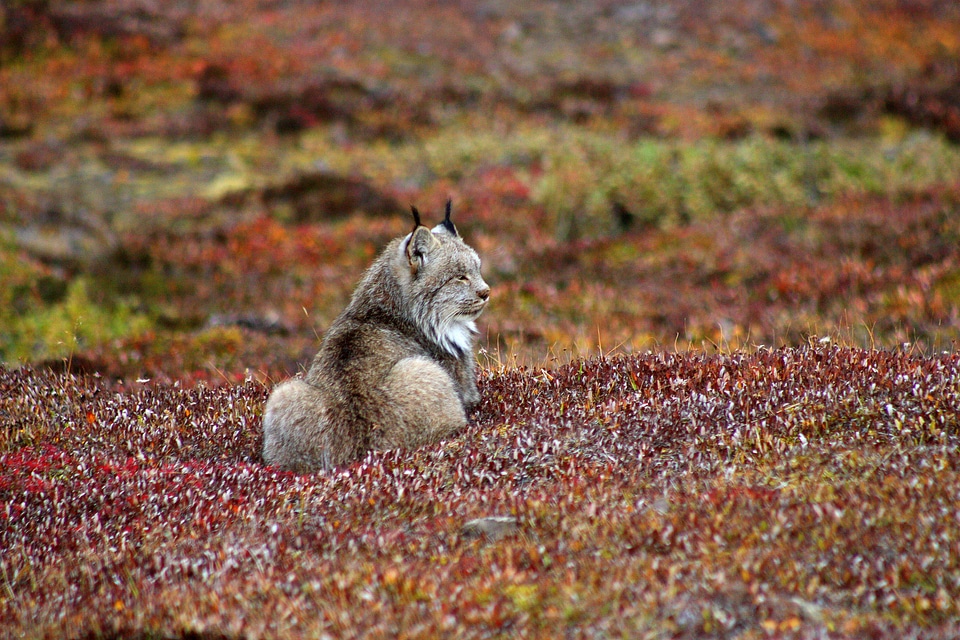 Lynx standing in some flora
