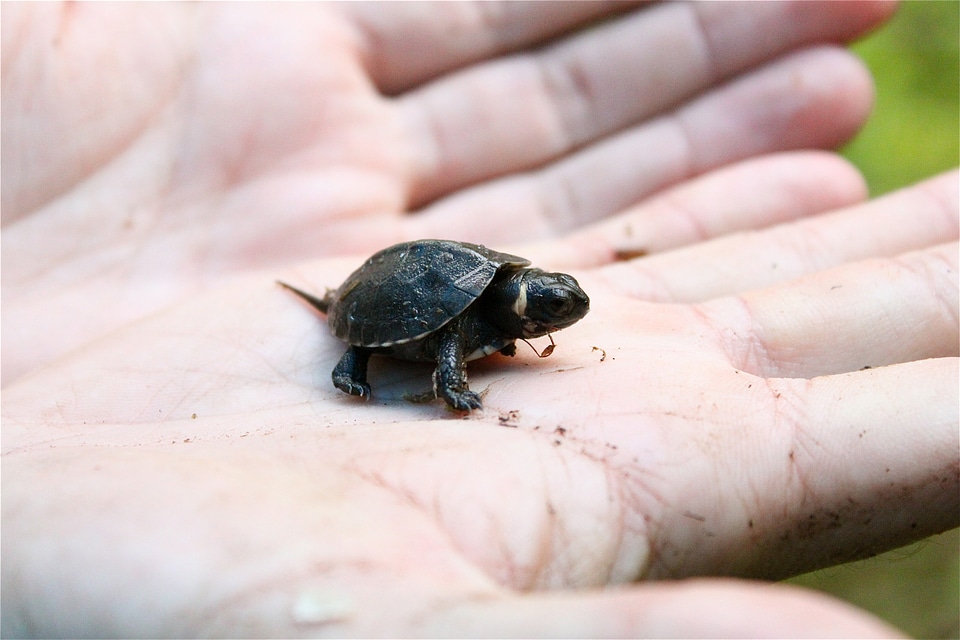 Small Bog Turtle in Palm