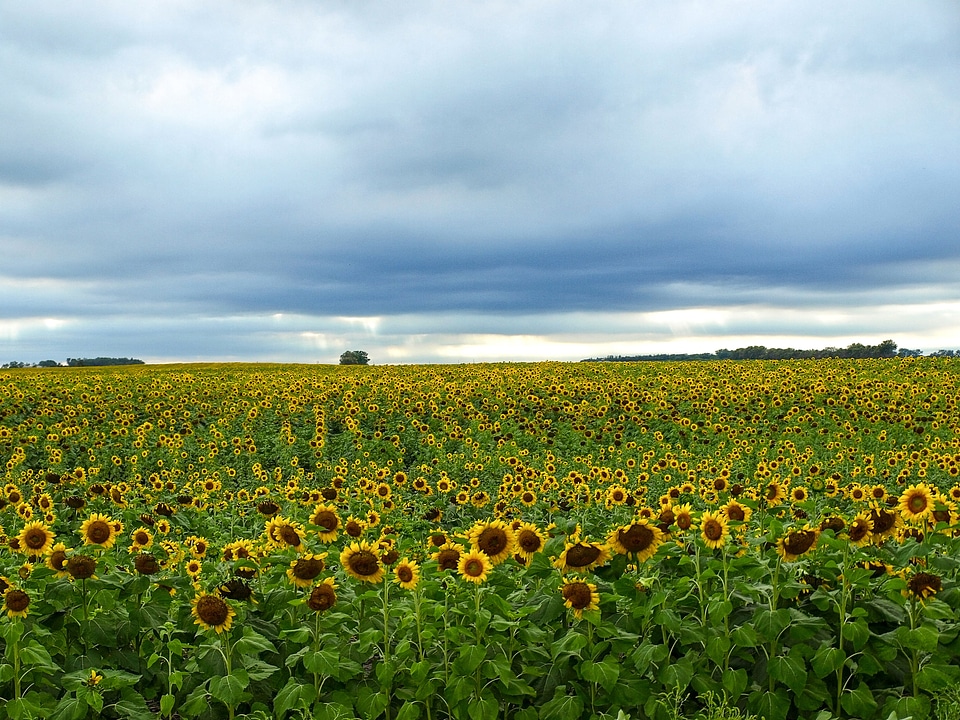 Sunflower field landscape under the cloudy skies