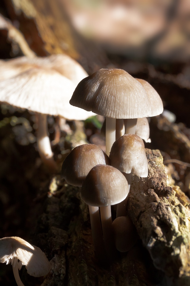 Grey brown white forest