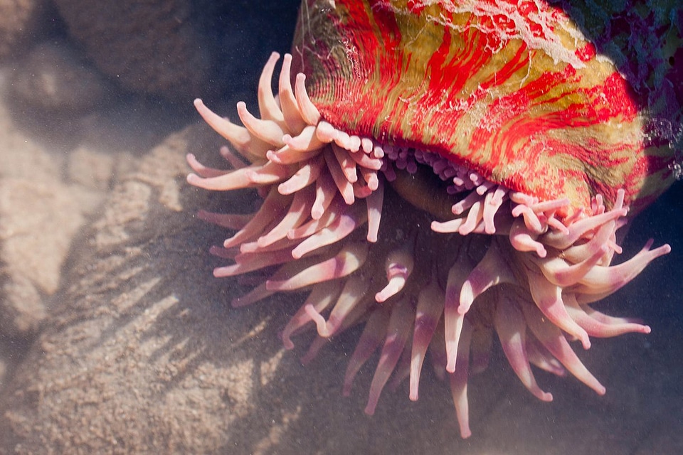 Sea Anemone in Lake Clark National Park, Alaska