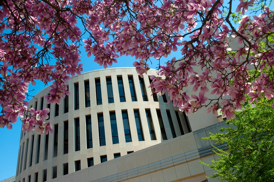 Rankin Hall under pink trees in Terre Haute, Indiana