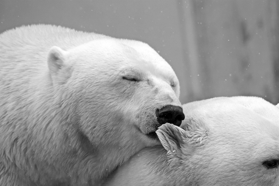 Polar Bears - Ursus maritimus photo
