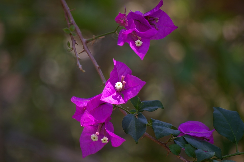 Flower violet purple