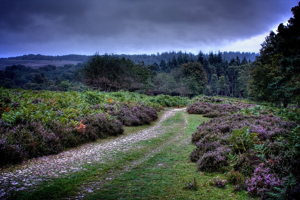Forested landscape with a lot of shrubs