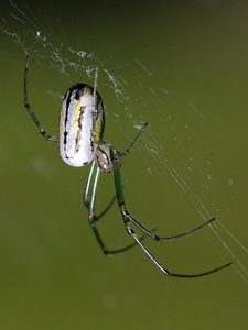 Orchard spider - Leucauge venusta photo