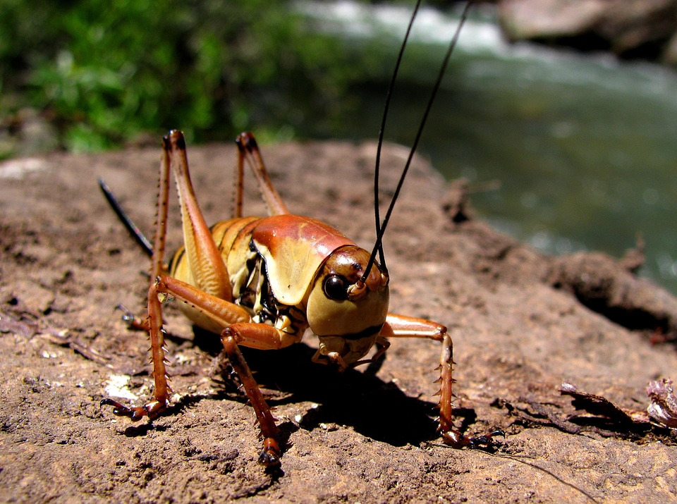 Mormon Cricket Close Up