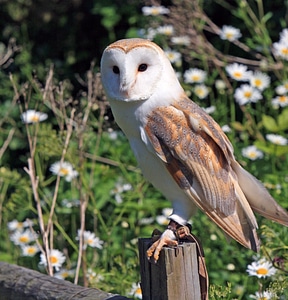 Barn Owl - Tyto alba photo