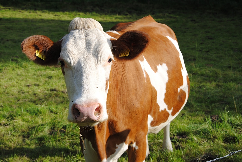 Cow animal pasture