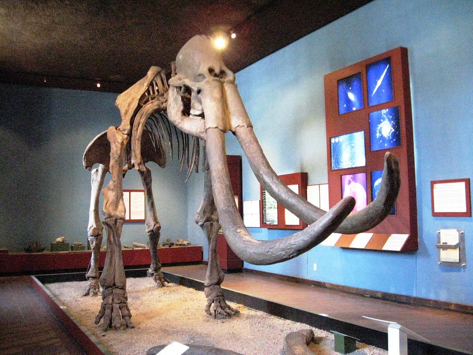Columbian Mammoth vector file