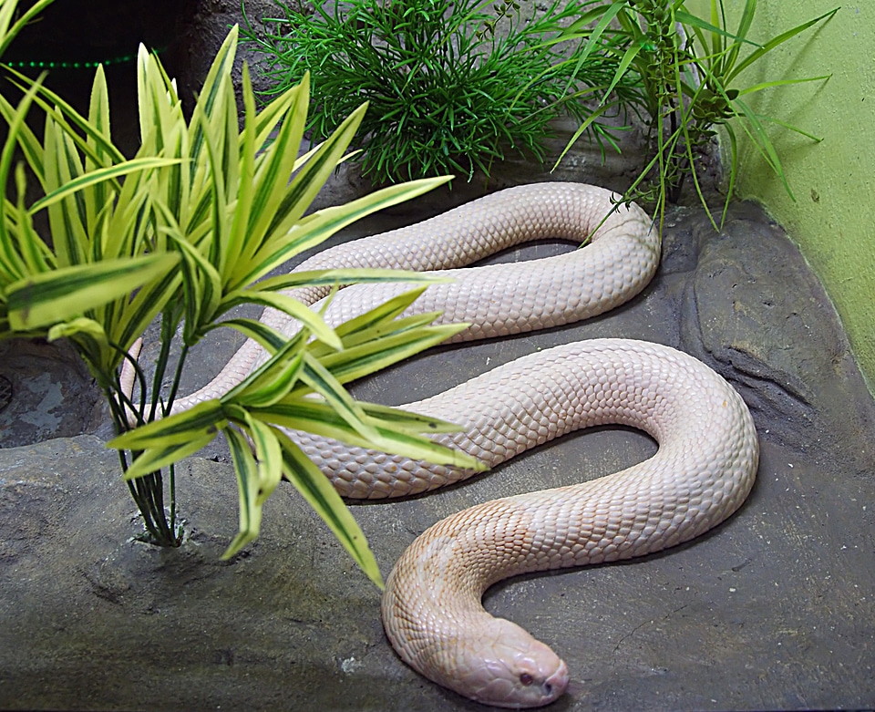 Albino Burmese Python slithering