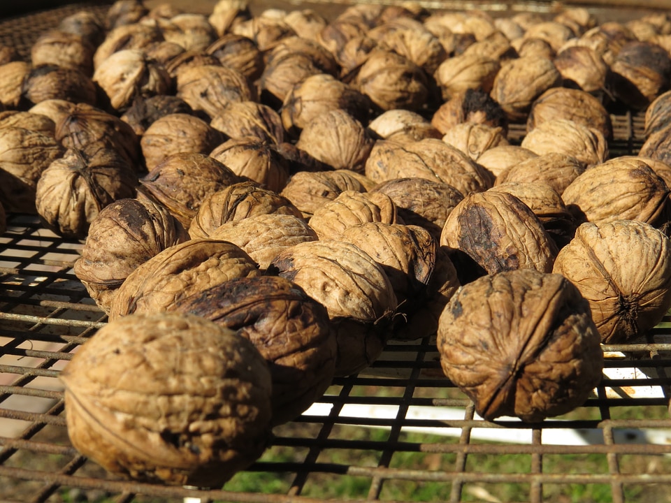 Autumn brown nuts
