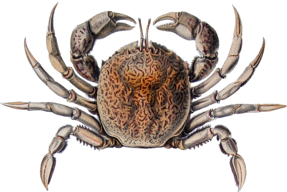 Bellia picta - a species of crab from South America