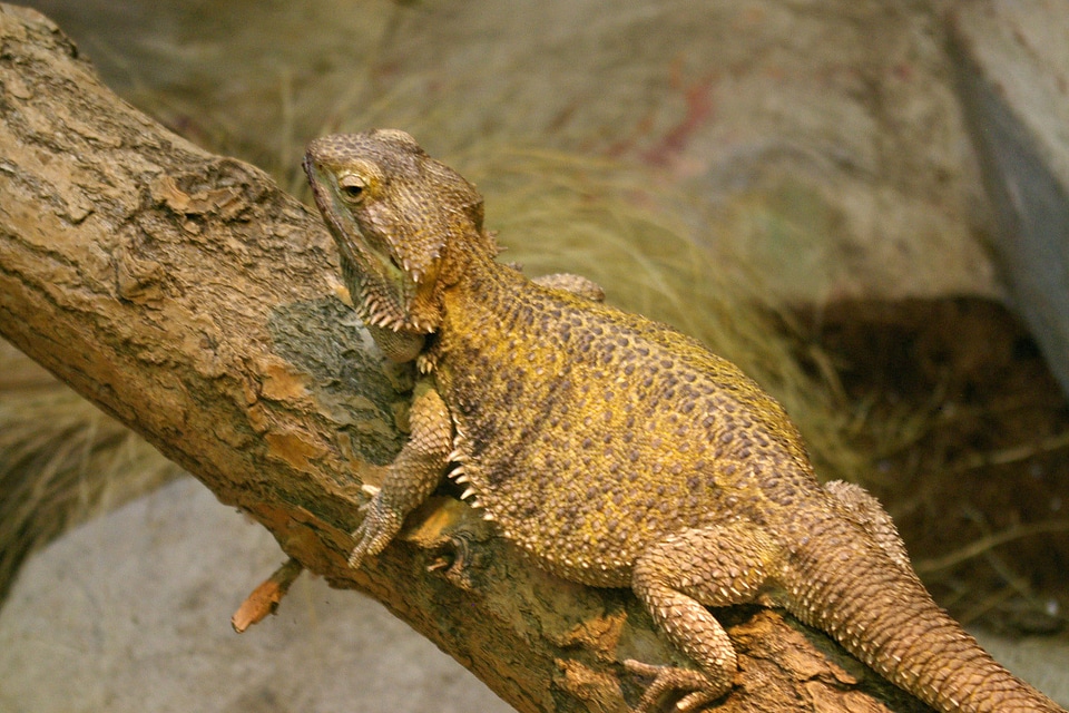Brown Dragon Lizard on a Branch
