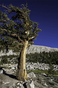 Foxtail Pine at Sequoia National Park, California photo