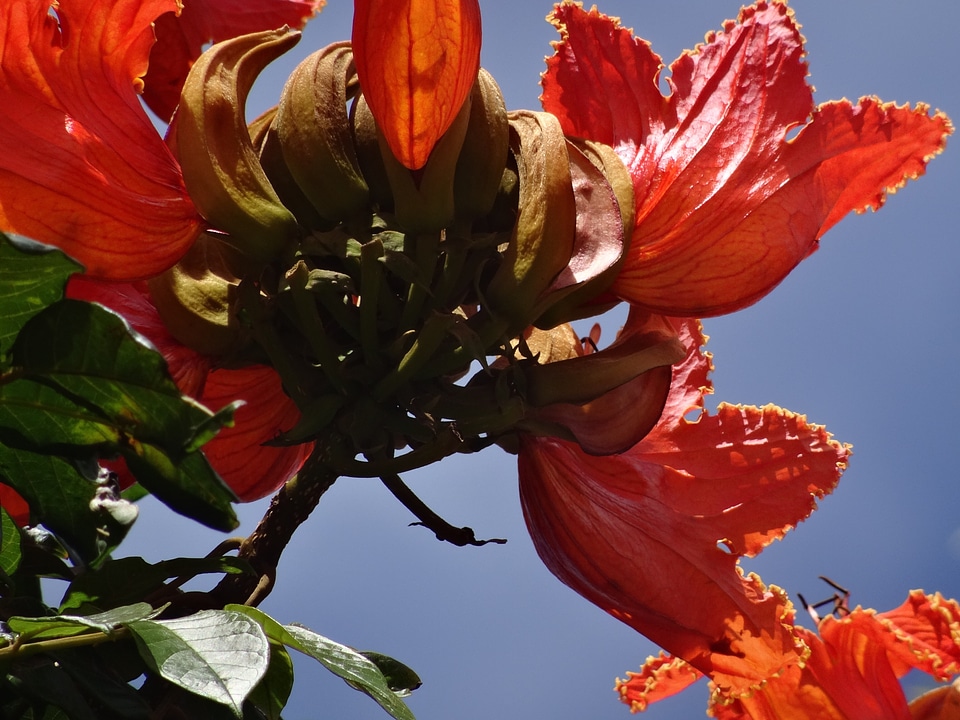 Red close up exotic