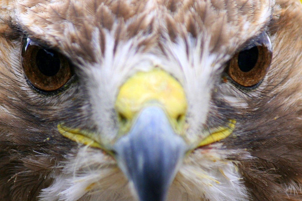 Close up of falcon face