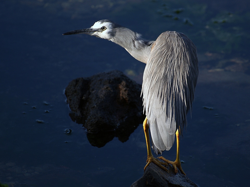 White Faced Heron - Ardea novaehollandiae